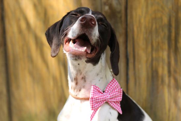/Images/uploads/Southeast German Shorthaired Pointer Rescue/segspcalendarcontest2018/entries/8720thumb.jpg